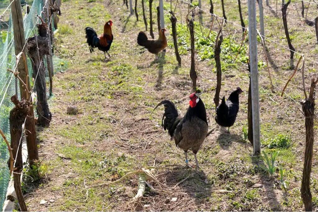 gîte l'œuf ou la poule, parking privé Ribeauvillé Exterior foto